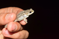 Rhinella major