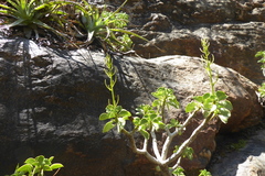Peperomia dolabriformis