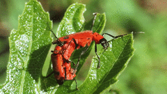 Chauliognathus militaris