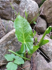 Arisarum