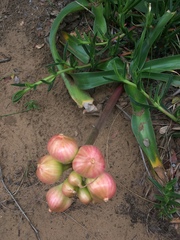 Crinum stuhlmannii delagoense