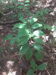 Flemingia strobilifera