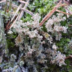 Cladonia crispata crispata