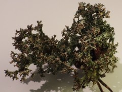 Cladonia crispata crispata