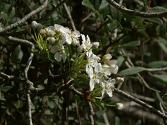 Pyrus syriaca