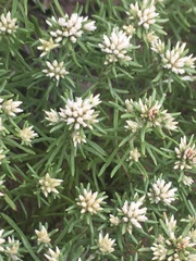 Helichrysum asperum comosum