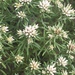 Helichrysum asperum comosum - Photo (c) lanceexplores,  זכויות יוצרים חלקיות (CC BY-NC)