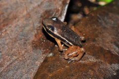 Dendrobatoidea