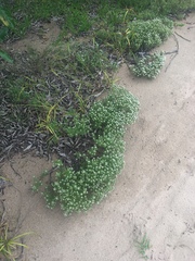 Helichrysum asperum comosum