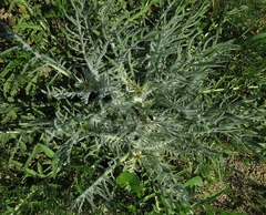 Centaurea calcitrapa angusticeps