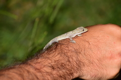 Hemidactylus mabouia