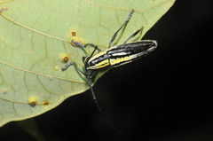 Ptychodes mixtus