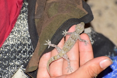 Hemidactylus mabouia