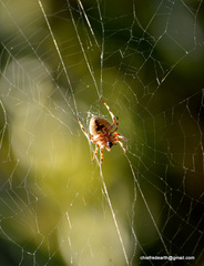 Araneidae