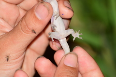 Hemidactylus mabouia