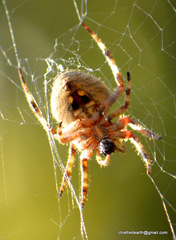 Araneidae