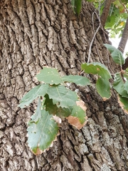 Quercus canariensis