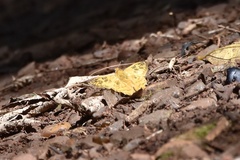 Myscelus amystis