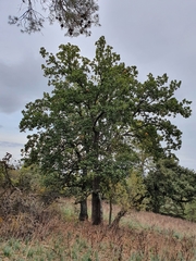 Quercus canariensis
