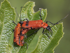 Chauliognathus militaris