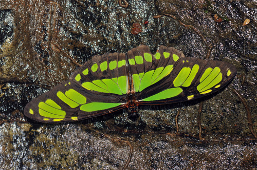 Philaethria diatonica