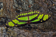 Philaethria diatonica