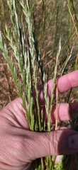 Lolium multiflorum × perenne