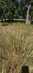 Lolium multiflorum × perenne
