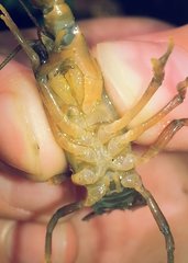 Cambarus conasaugaensis