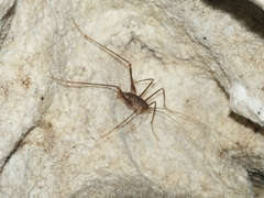 Dolichopoda azami