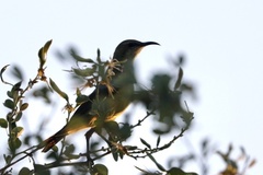 Cinnyris pulchellus pulchellus