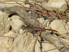 Sympetrum nigrifemur