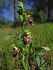 Ophrys umbilicata flavomarginata