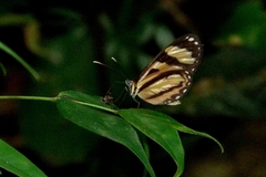 Hypothyris ninonia