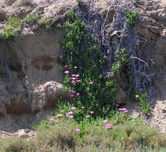 Carpobrotus deliciosus