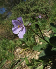 Erodium gruinum