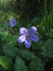Erodium gruinum