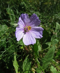 Erodium gruinum