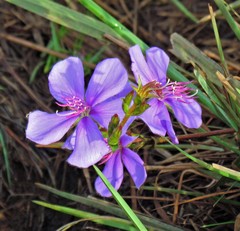 Chaetogastra gracilis