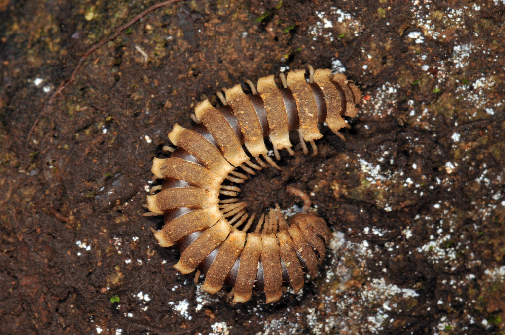 Barydesminae