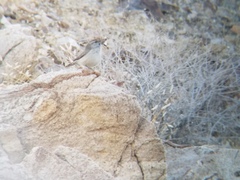 Salpinctes obsoletus