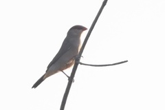 Estrilda troglodytes