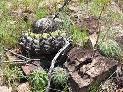 Discocactus placentiformis