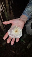 Aspidosperma