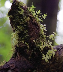 Peperomia tetraphylla