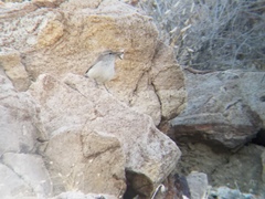 Salpinctes obsoletus