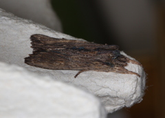 Lithophane semibrunnea