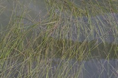 Zostera capensis
