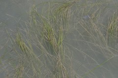 Zostera capensis