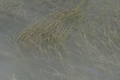 Zostera capensis